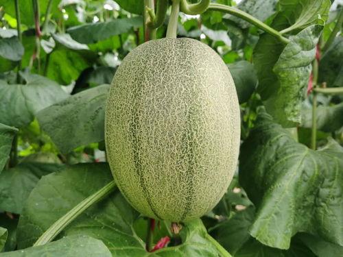 吃蜜瓜的季节,甜蜜来袭，尽享清凉时光